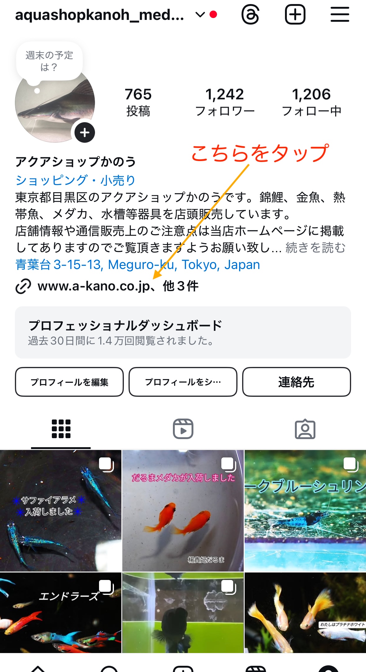 錦鯉・熱帯魚 かのう